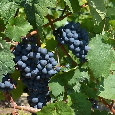 Wohnen Im Mediterranen Ehemaligen Winzergehoeft Armsheim