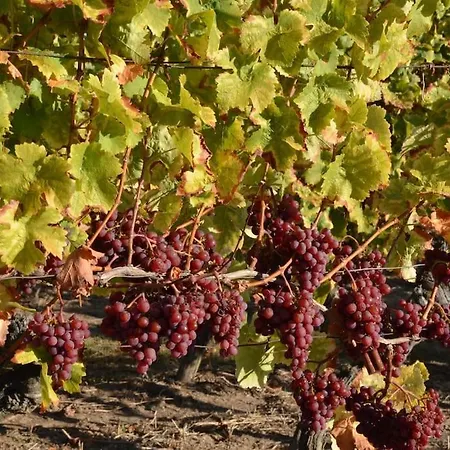 Wohnen Im Mediterranen Ehemaligen Winzergehoeft Apartment